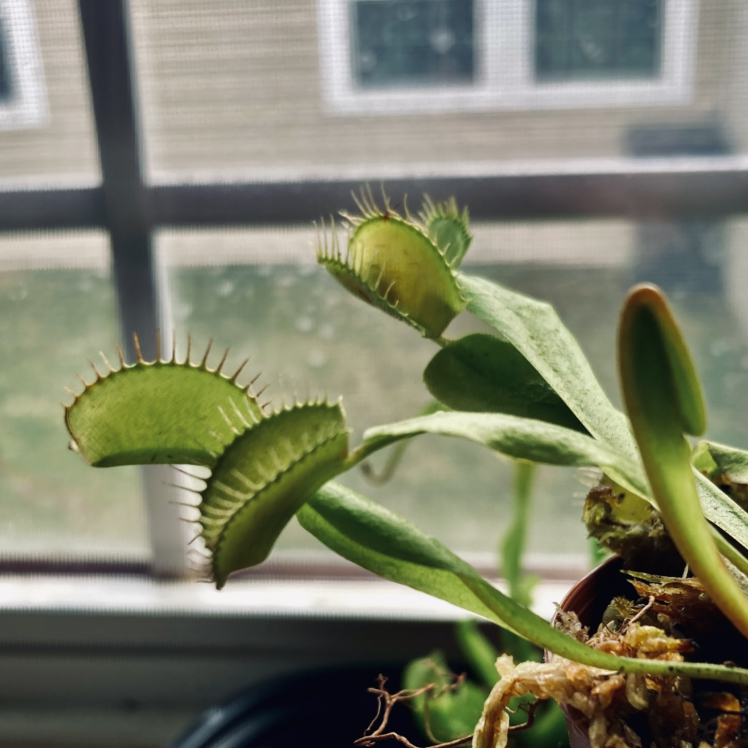 Avatar for @venusflycreep on Greg, the plant care app