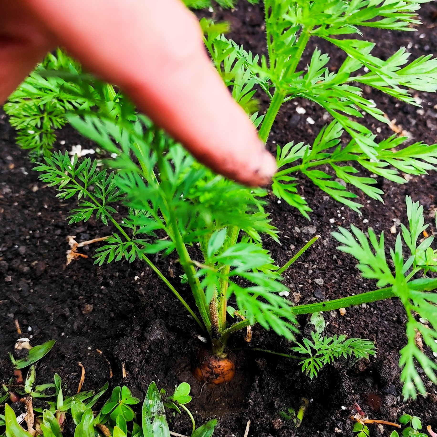 Avatar for @JardimBel on Greg, the plant care app