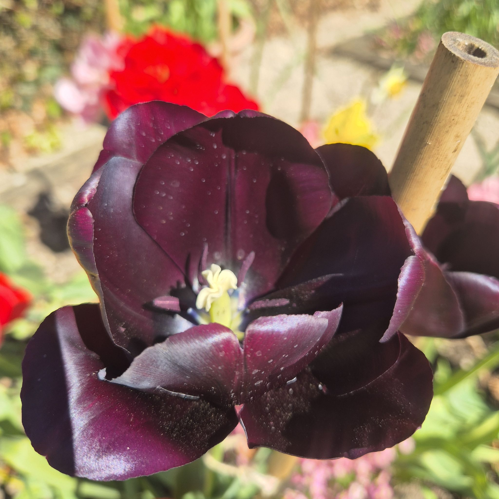 @BlackTulip777 avatar