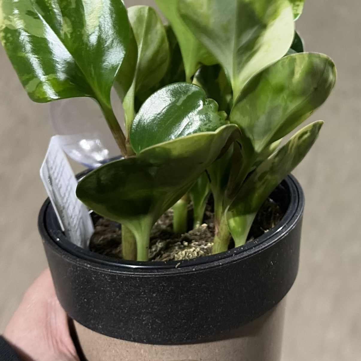 Avatar for @ChirpyGrass24 on Greg, the plant care app