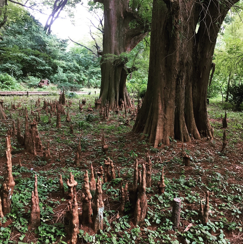 Avatar for @Aluciel on Greg, the plant care app