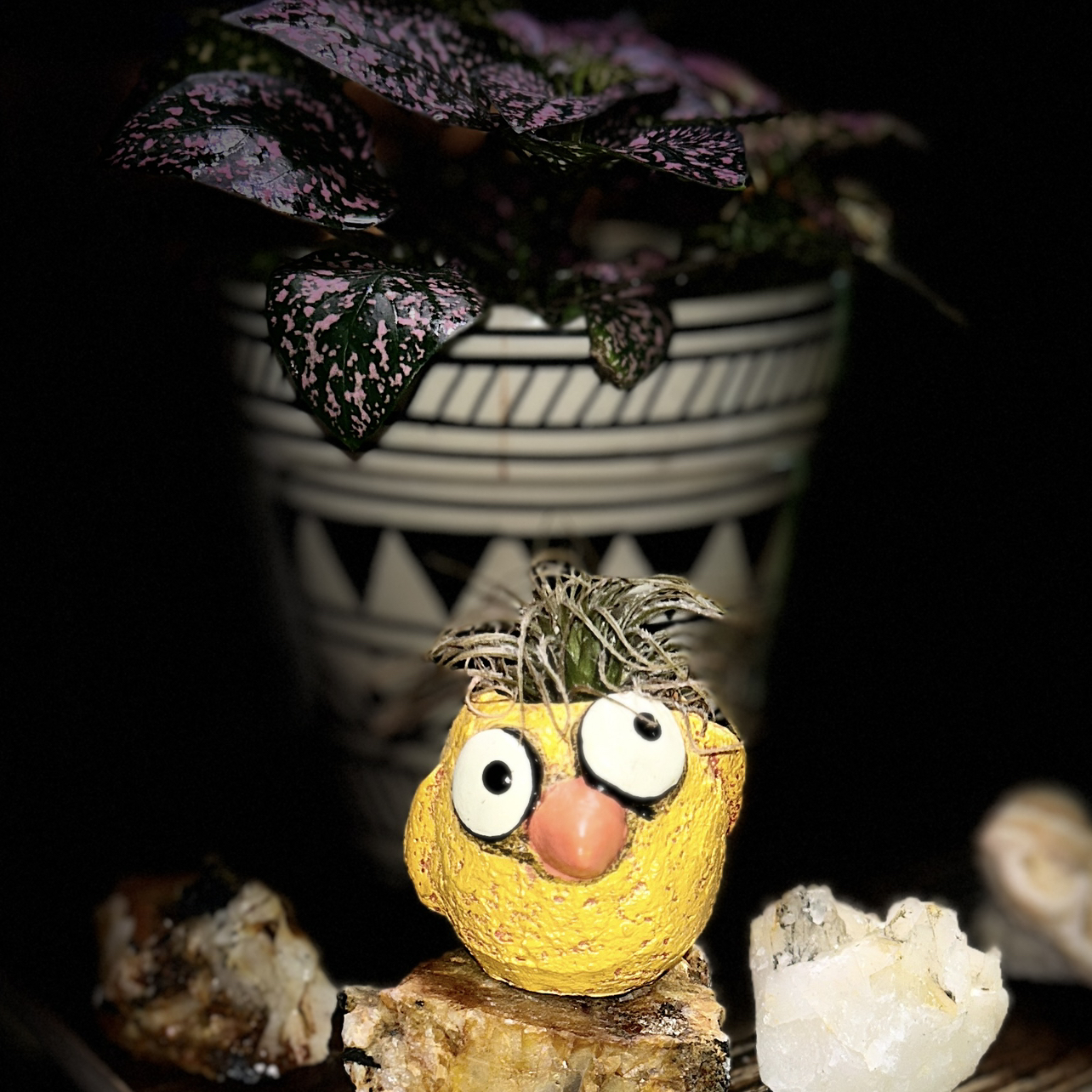 Avatar for @FetchingFin401 on Greg, the plant care app