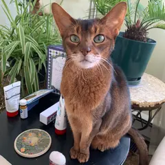 @AC73LoveCats