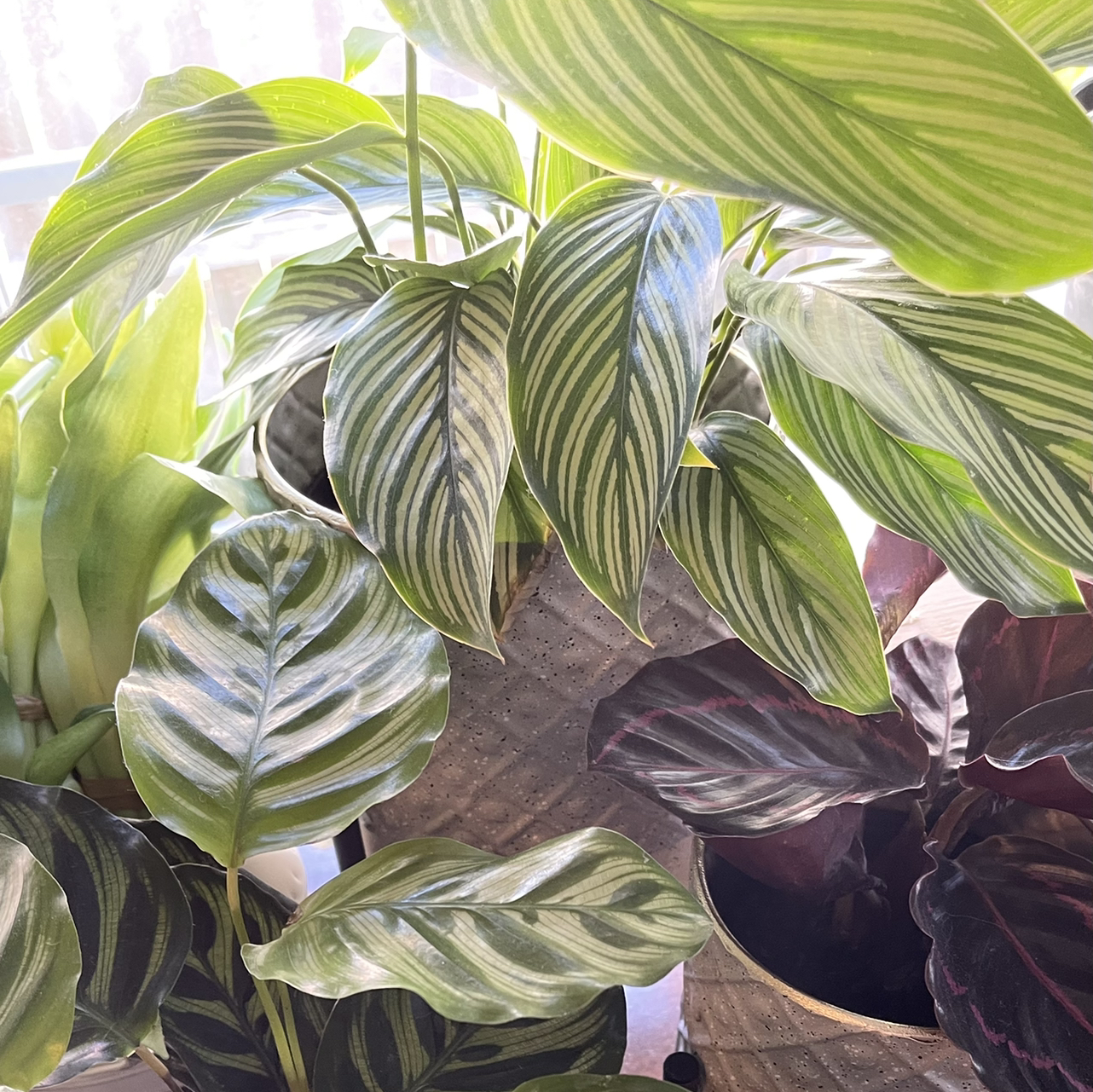 Avatar for @DanyellesPlants on Greg, the plant care app