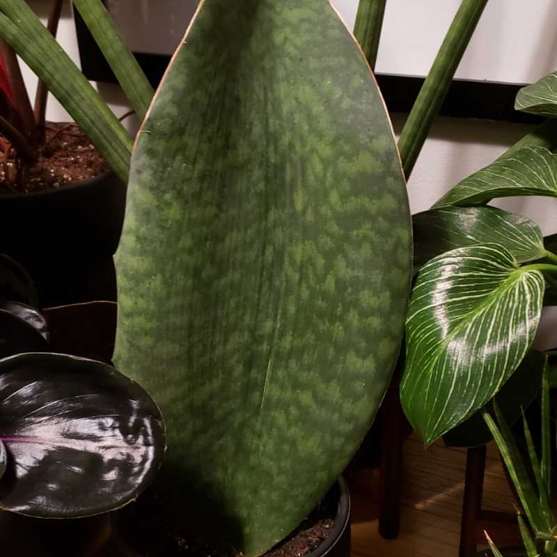 Avatar for P on Greg, the plant care app
