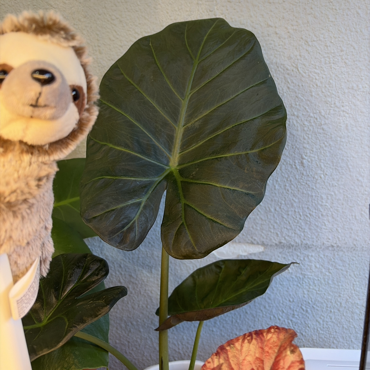 Avatar for @credo葵 on Greg, the plant care app