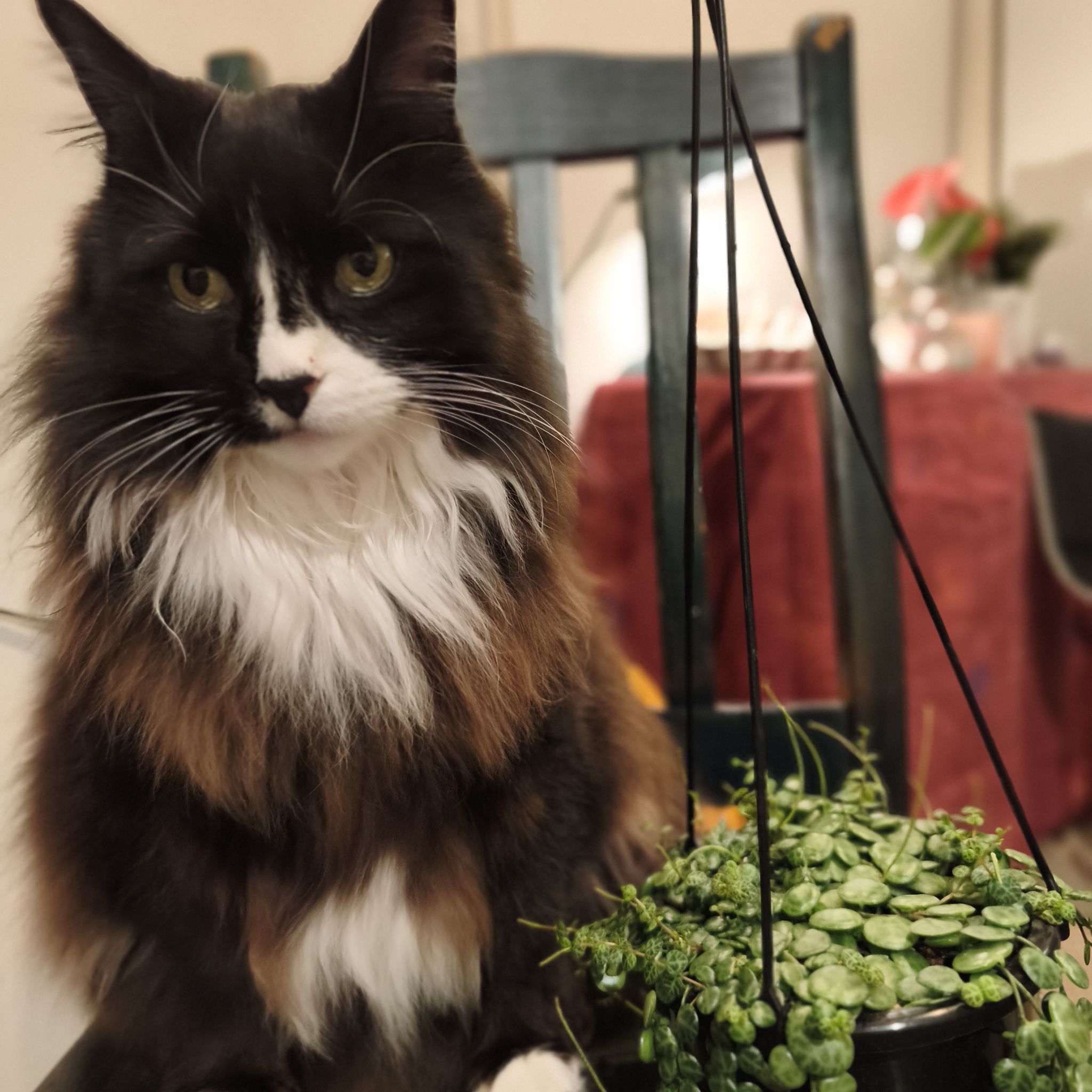 Avatar for @HappyHeather42 on Greg, the plant care app