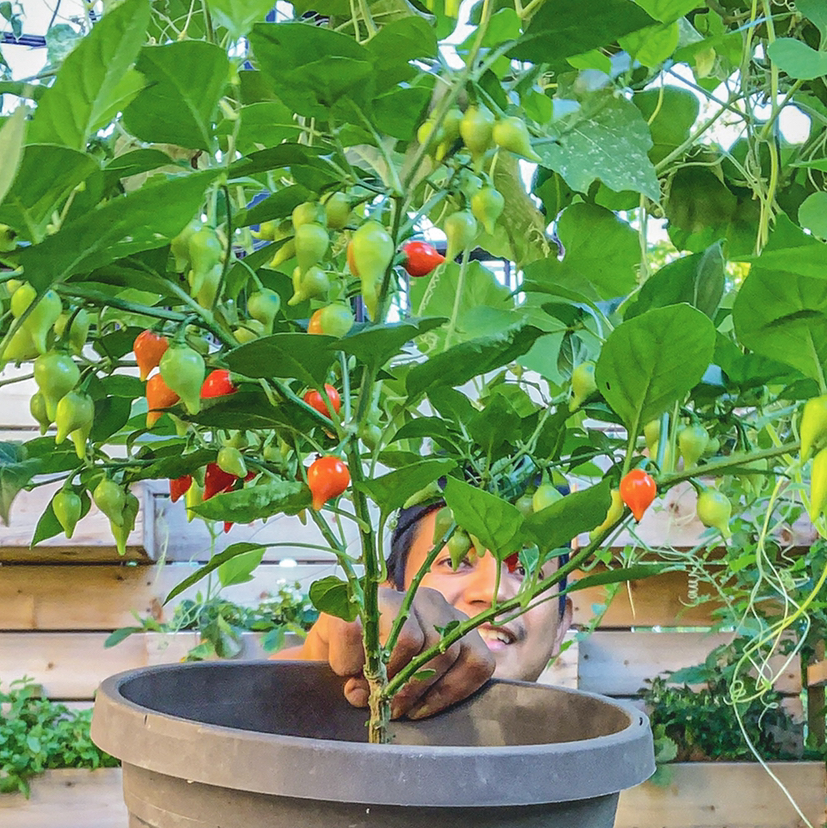 @plantedinthegarden avatar