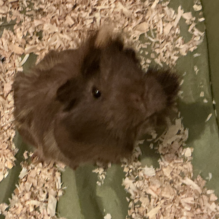 @Guineapigplant