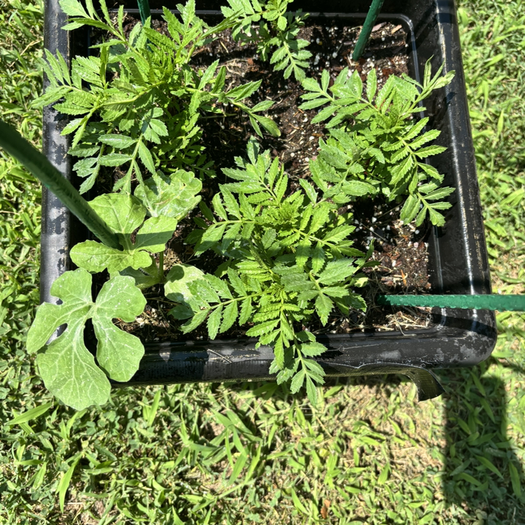 @Progarden