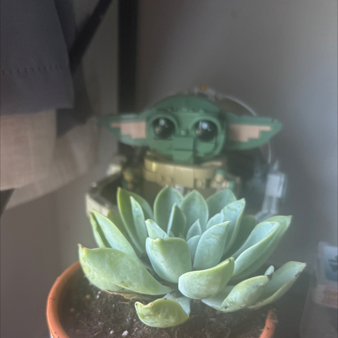 Avatar for @SirBeans41 on Greg, the plant care app