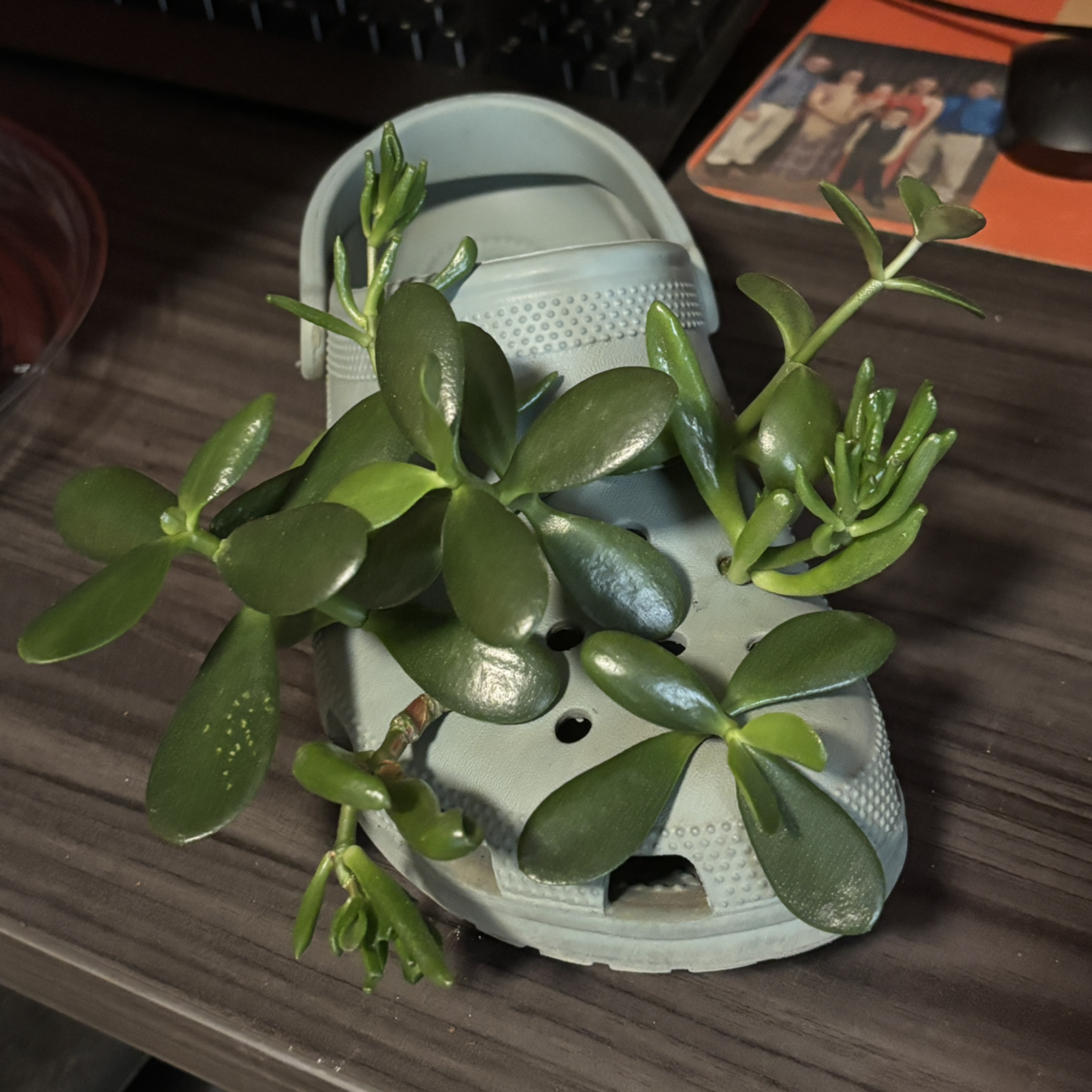 Avatar for @thesunroom on Greg, the plant care app