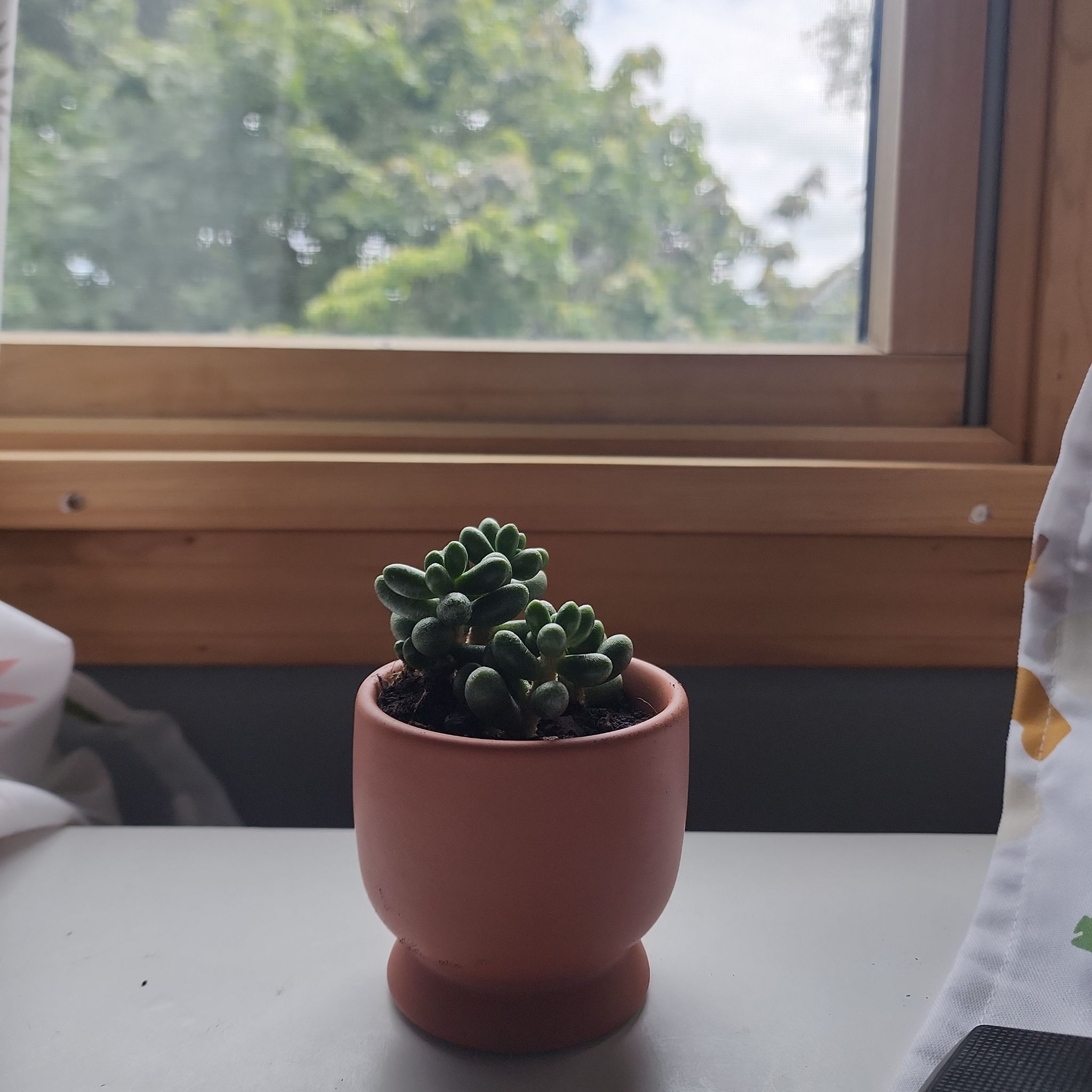 @tinyplantlover avatar