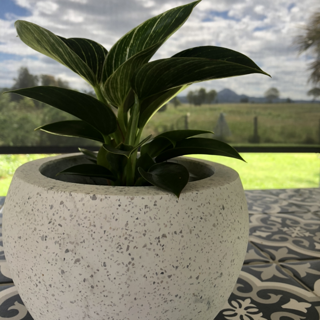 Avatar for @dogbiskit on Greg, the plant care app