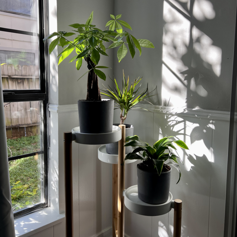 Avatar for @Mrjohnstonbaugh on Greg, the plant care app