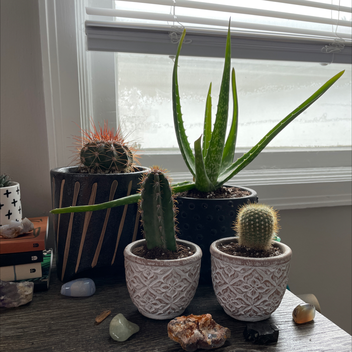 Avatar for @HannahWilson on Greg, the plant care app
