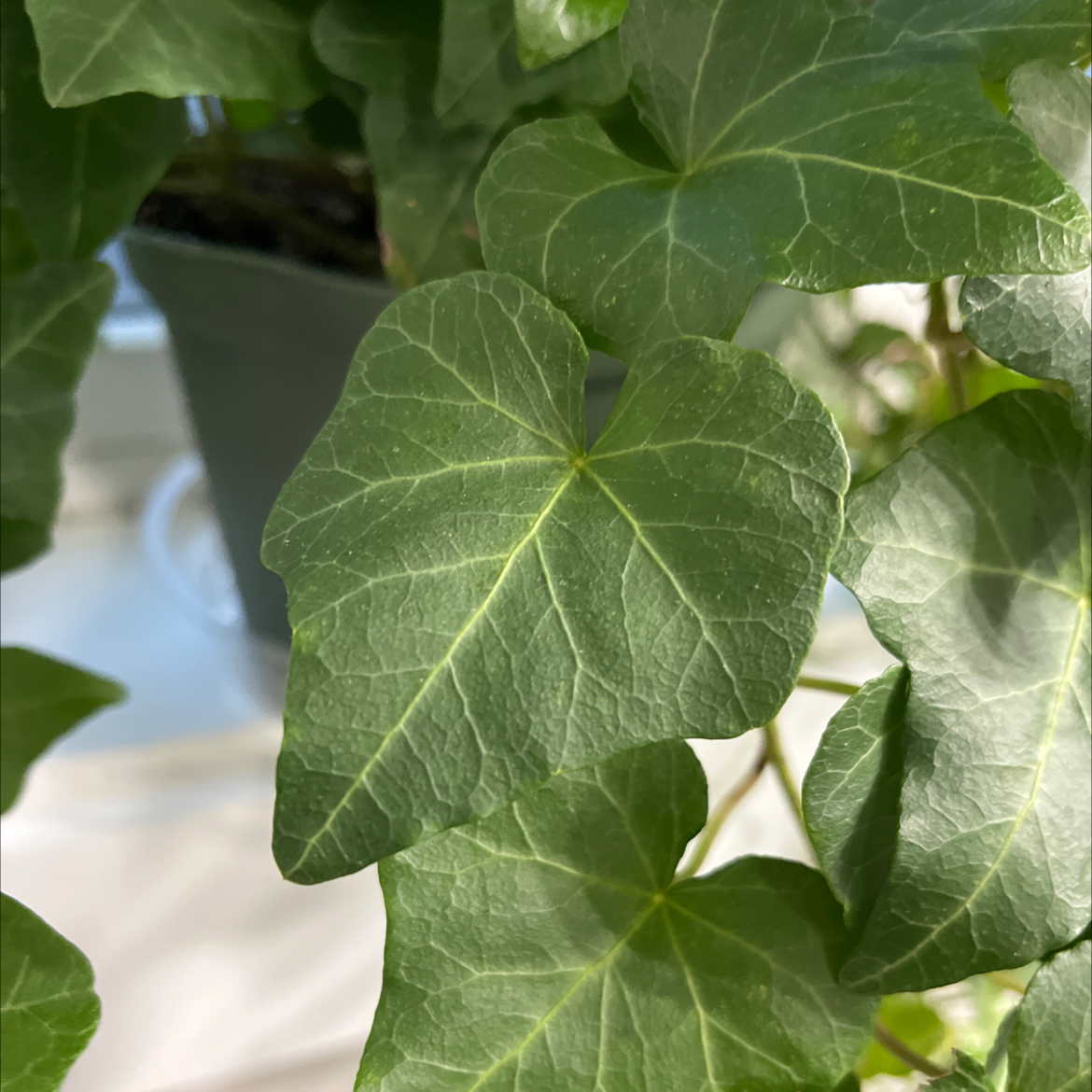 @owensplants