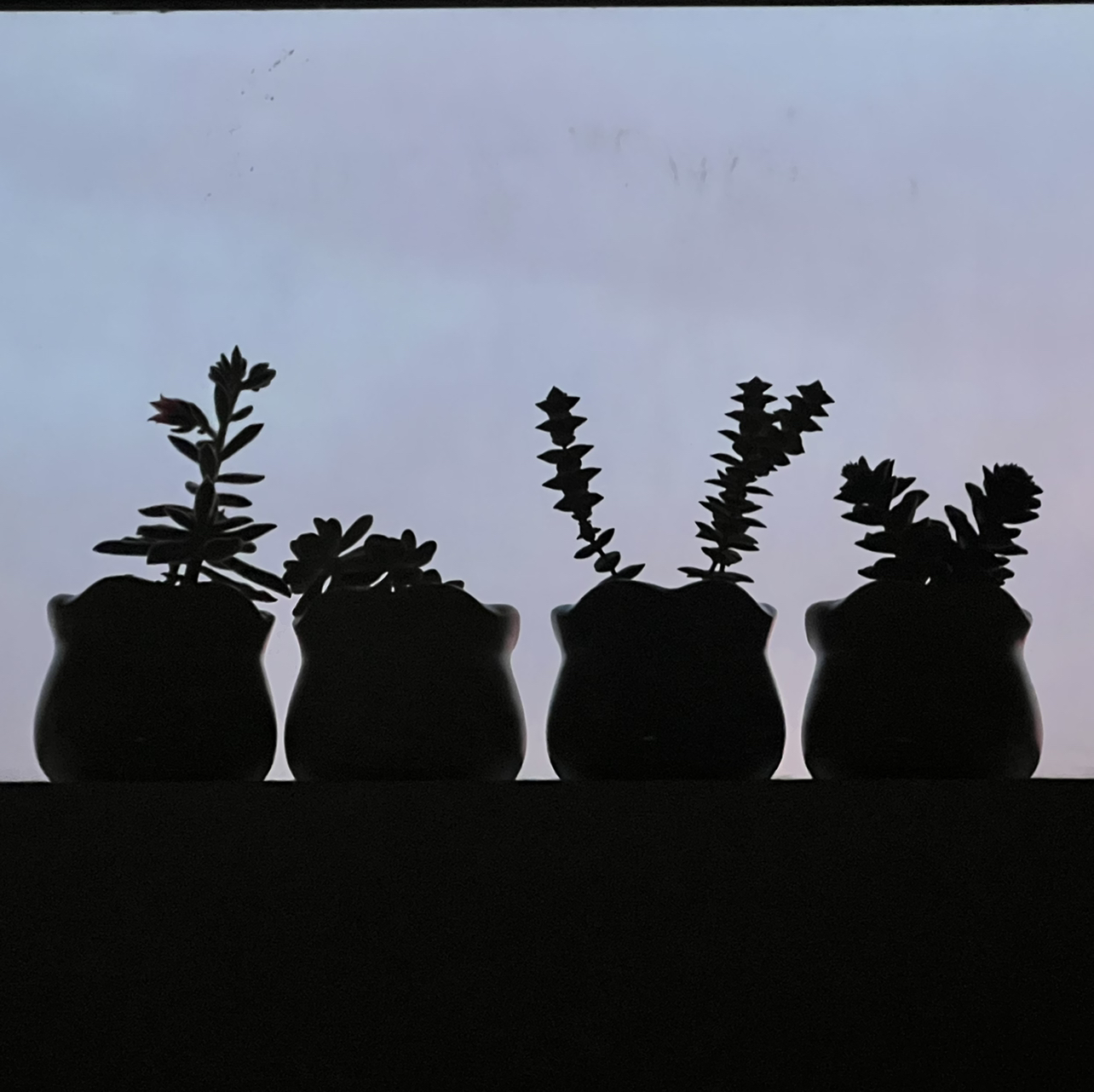 Avatar for @SteadfastChards on Greg, the plant care app