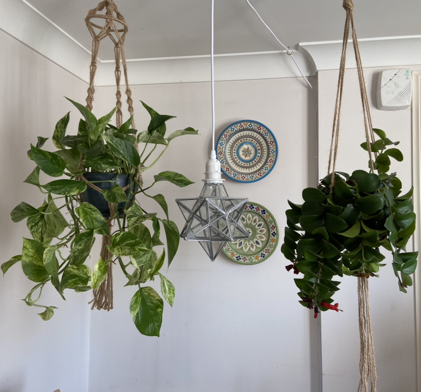 @EmsPlantHangout avatar