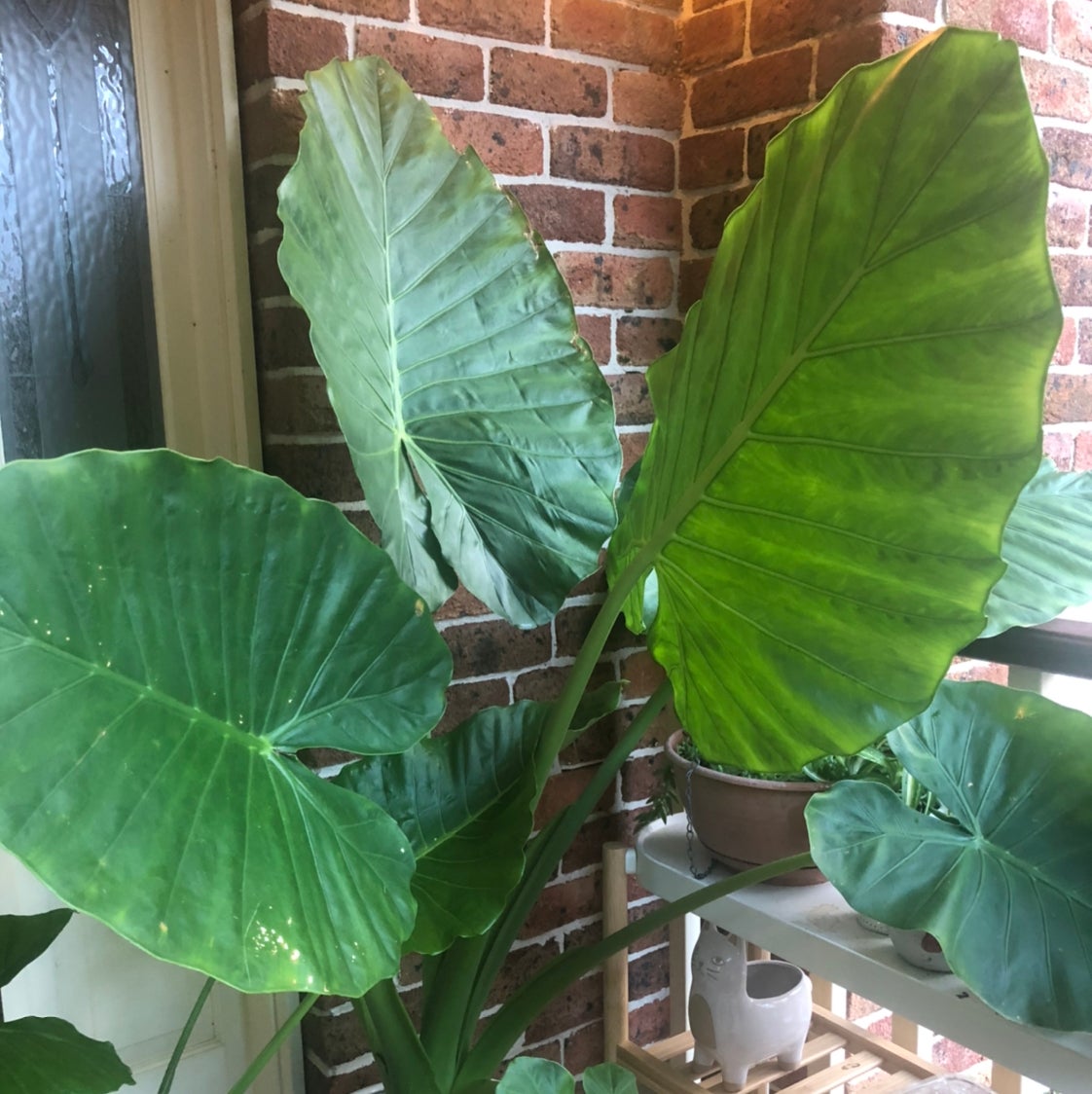 Avatar for @Pinniqueen on Greg, the plant care app