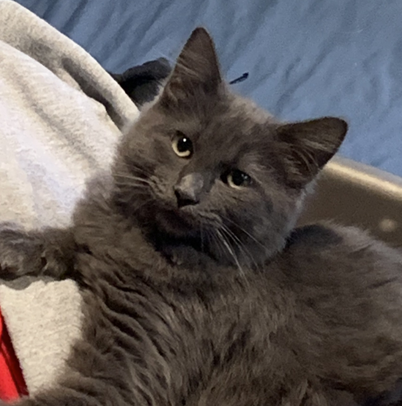 @MaxwellCrane avatar