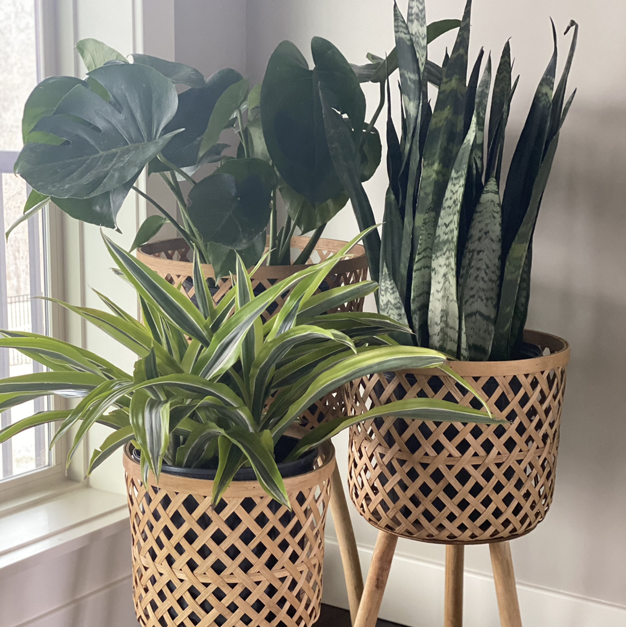 Avatar for Chasidy on Greg, the plant care app