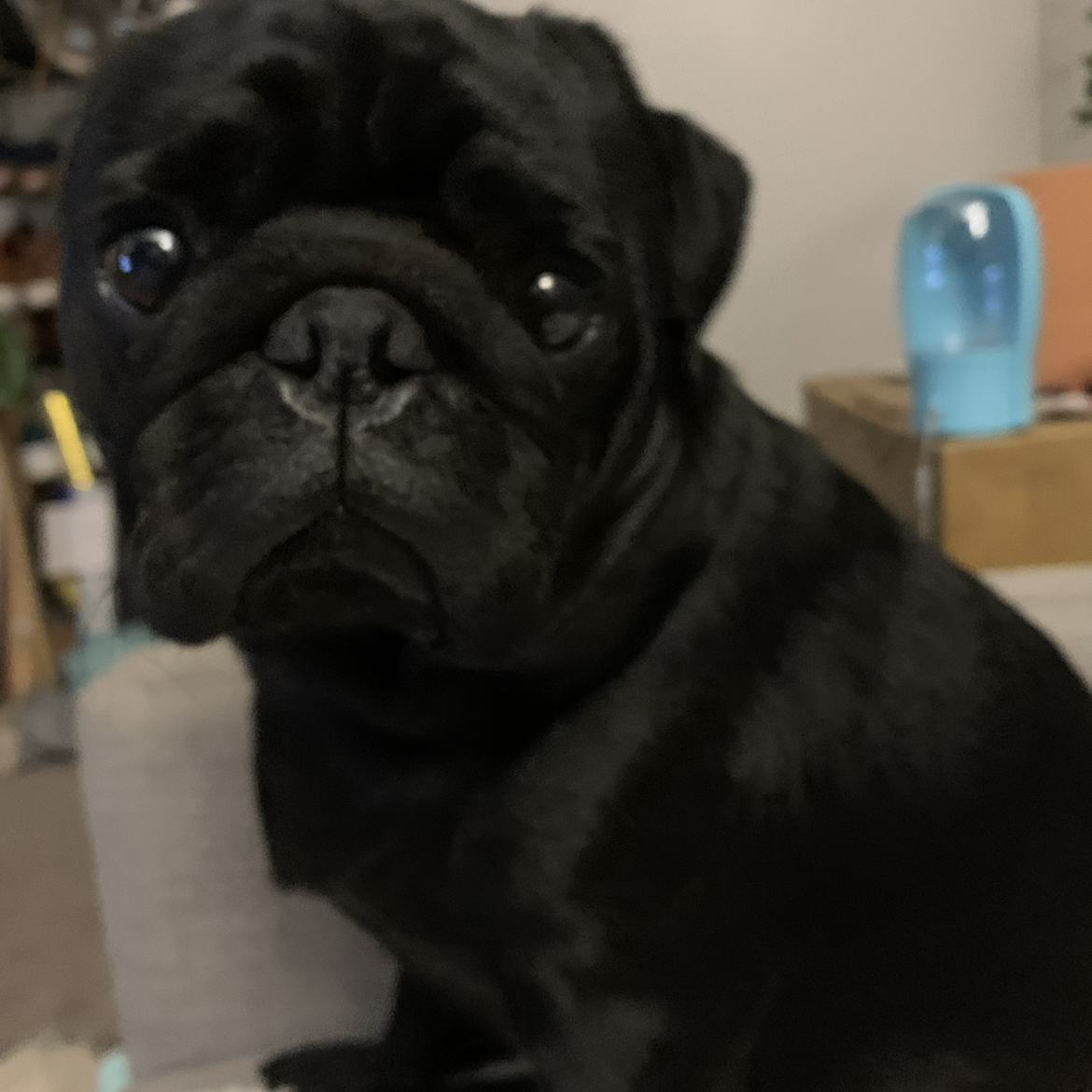 Avatar for @PlantPanda on Greg, the plant care app