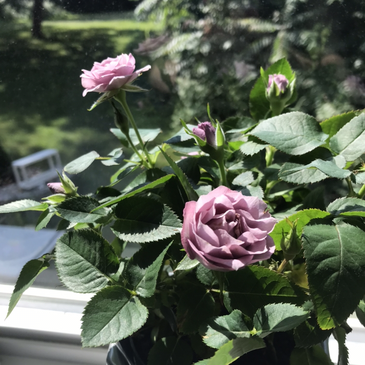 @SuccyPlantOwner avatar