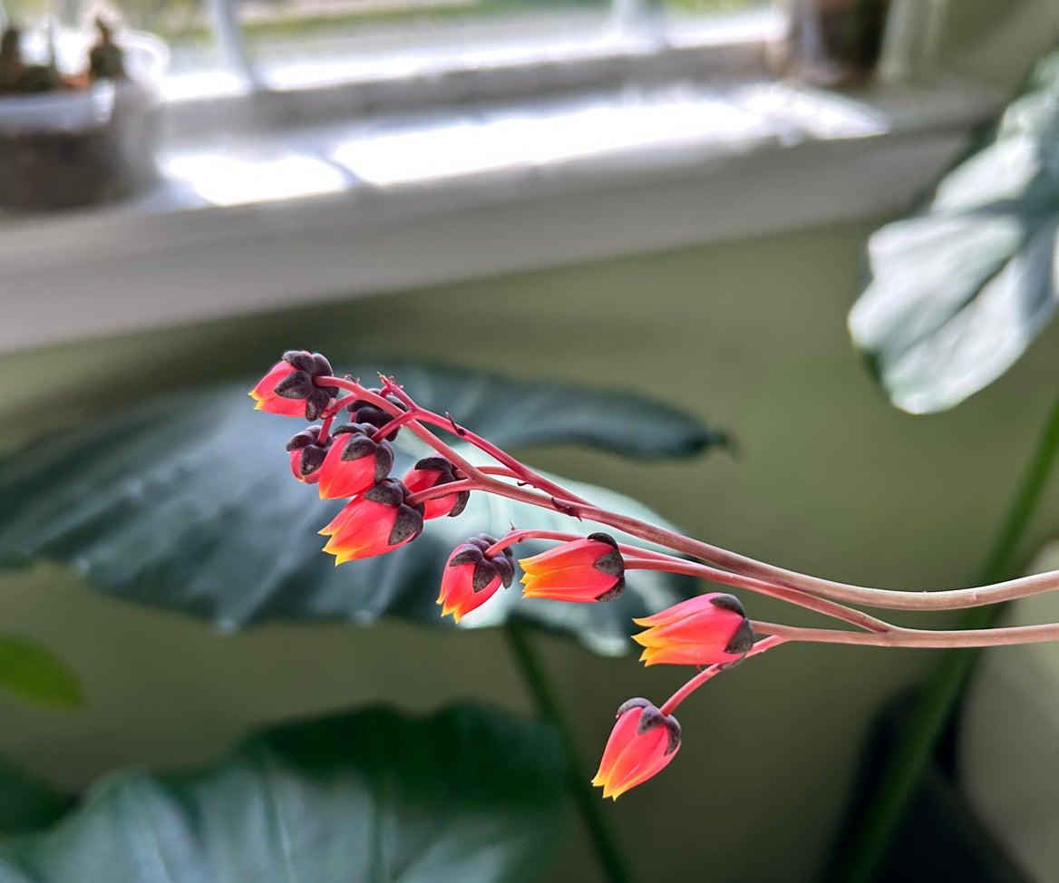 Avatar for @Lotsofplants on Greg, the plant care app