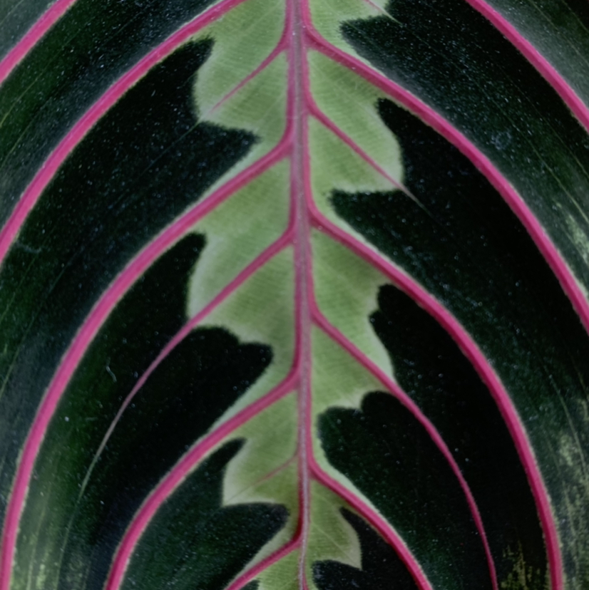 Avatar for @valentine.guts on Greg, the plant care app