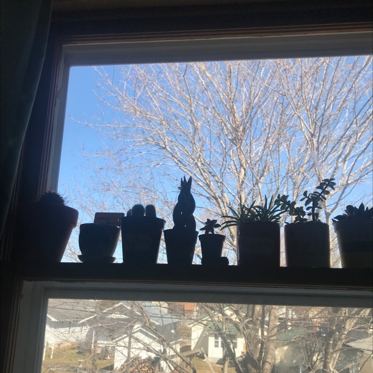 Avatar for @GracieGrace on Greg, the plant care app