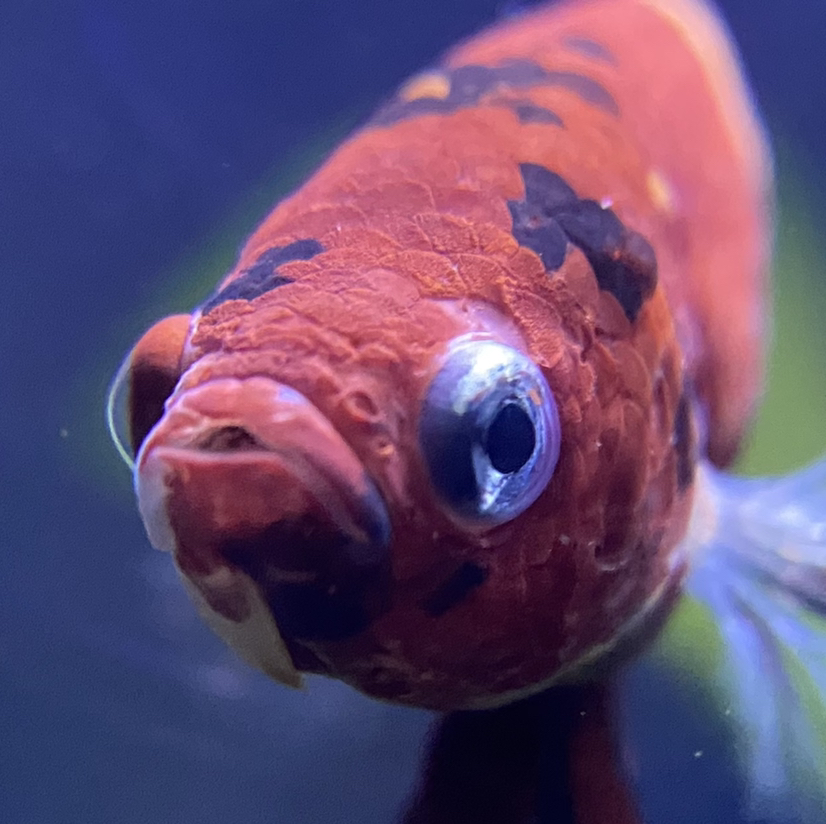 @FallenCitrus avatar