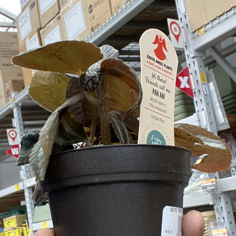 @MightyTearose avatar