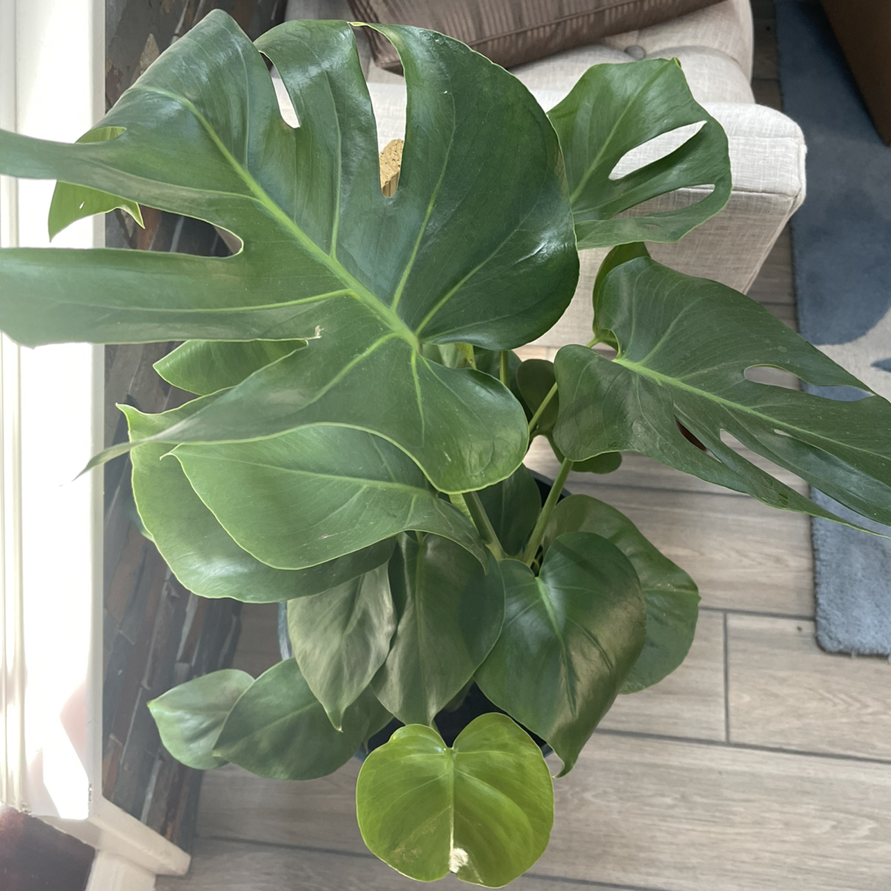 Avatar for @JoyousPlantMom on Greg, the plant care app