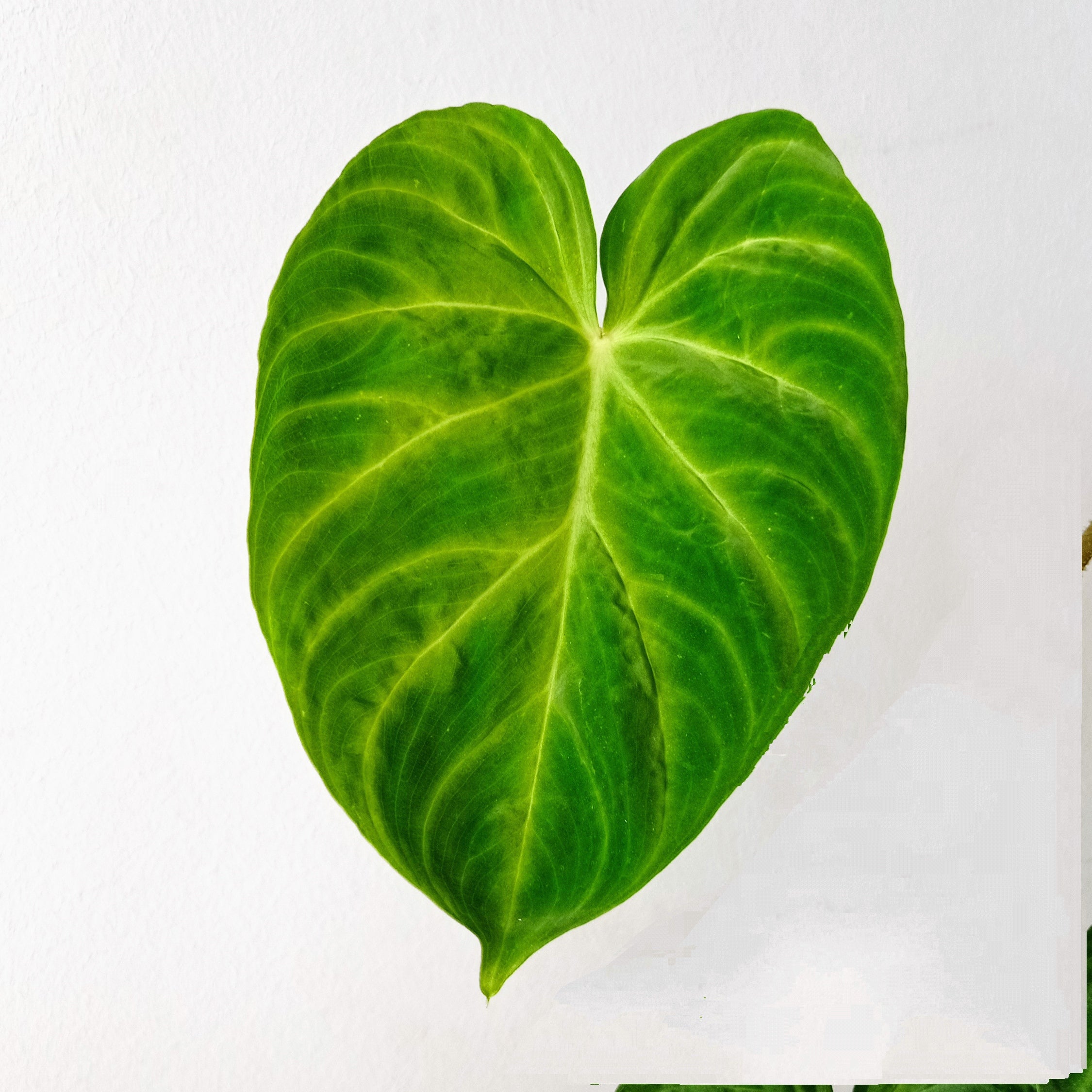 Avatar for @KaiRen on Greg, the plant care app