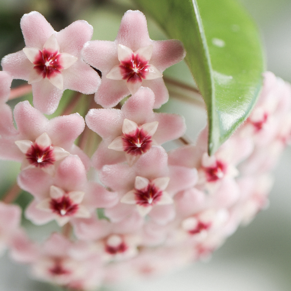 Avatar for @SophiesPlantShop on Greg, the plant care app