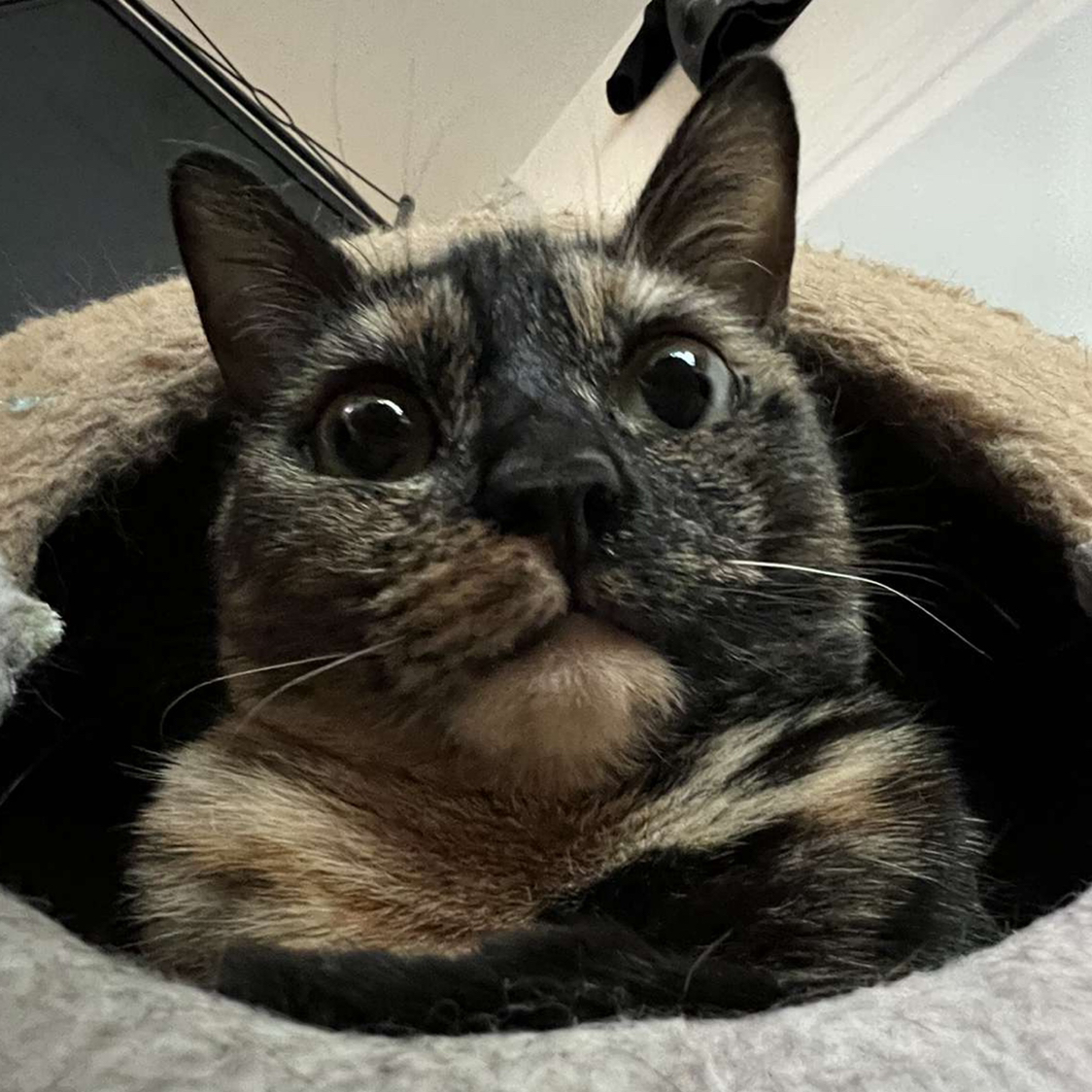 @Micymonstera avatar