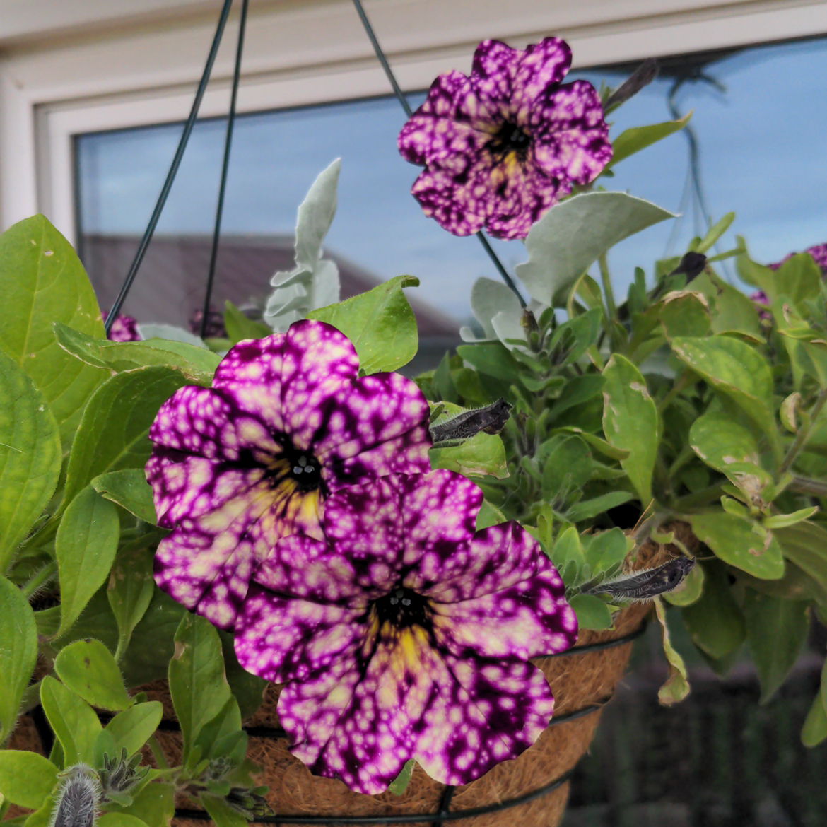 @petunia avatar