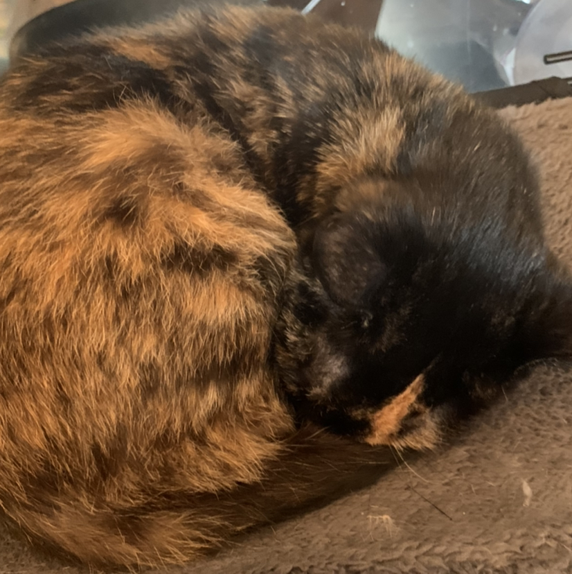 @FlawlessJade avatar