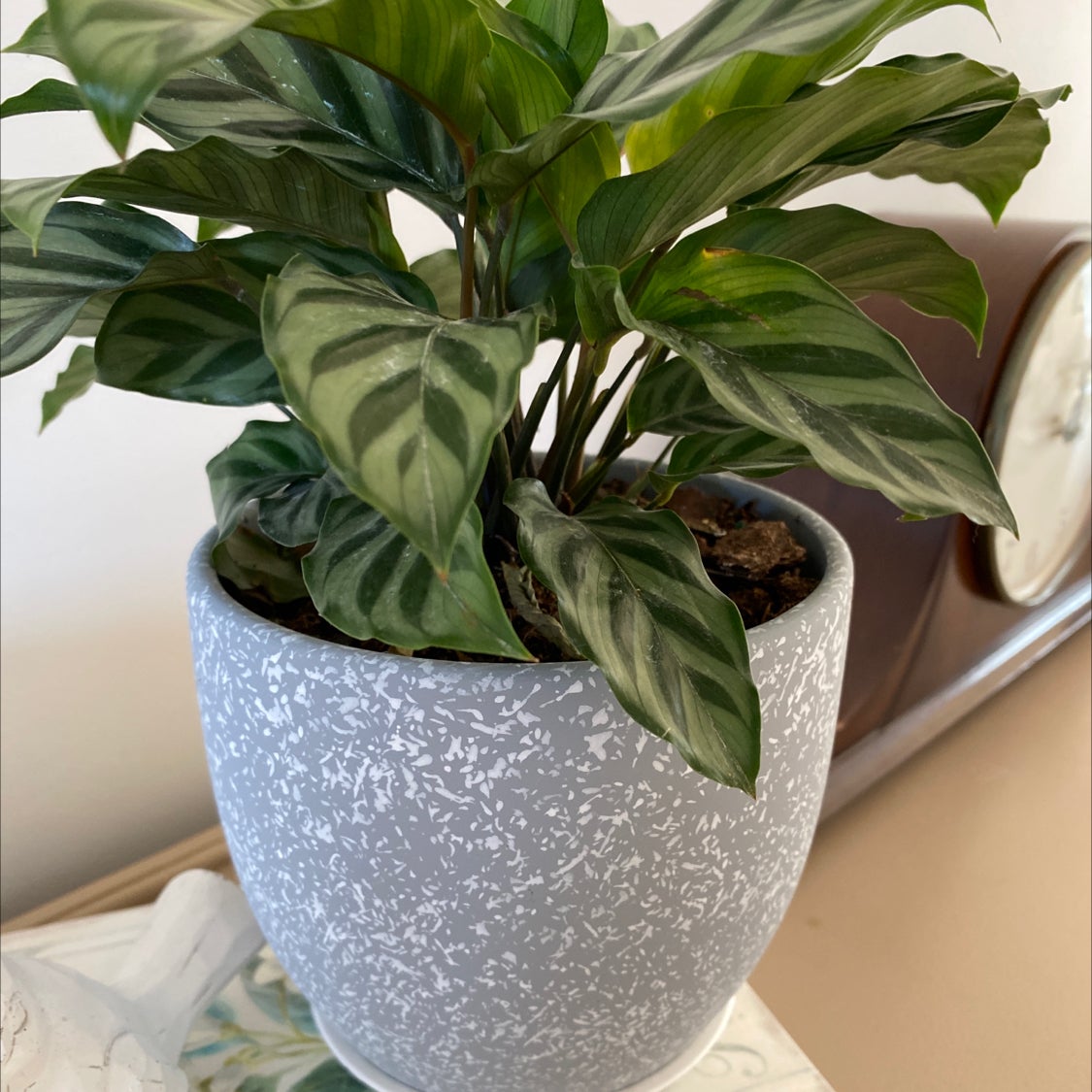 @julioasis628 avatar