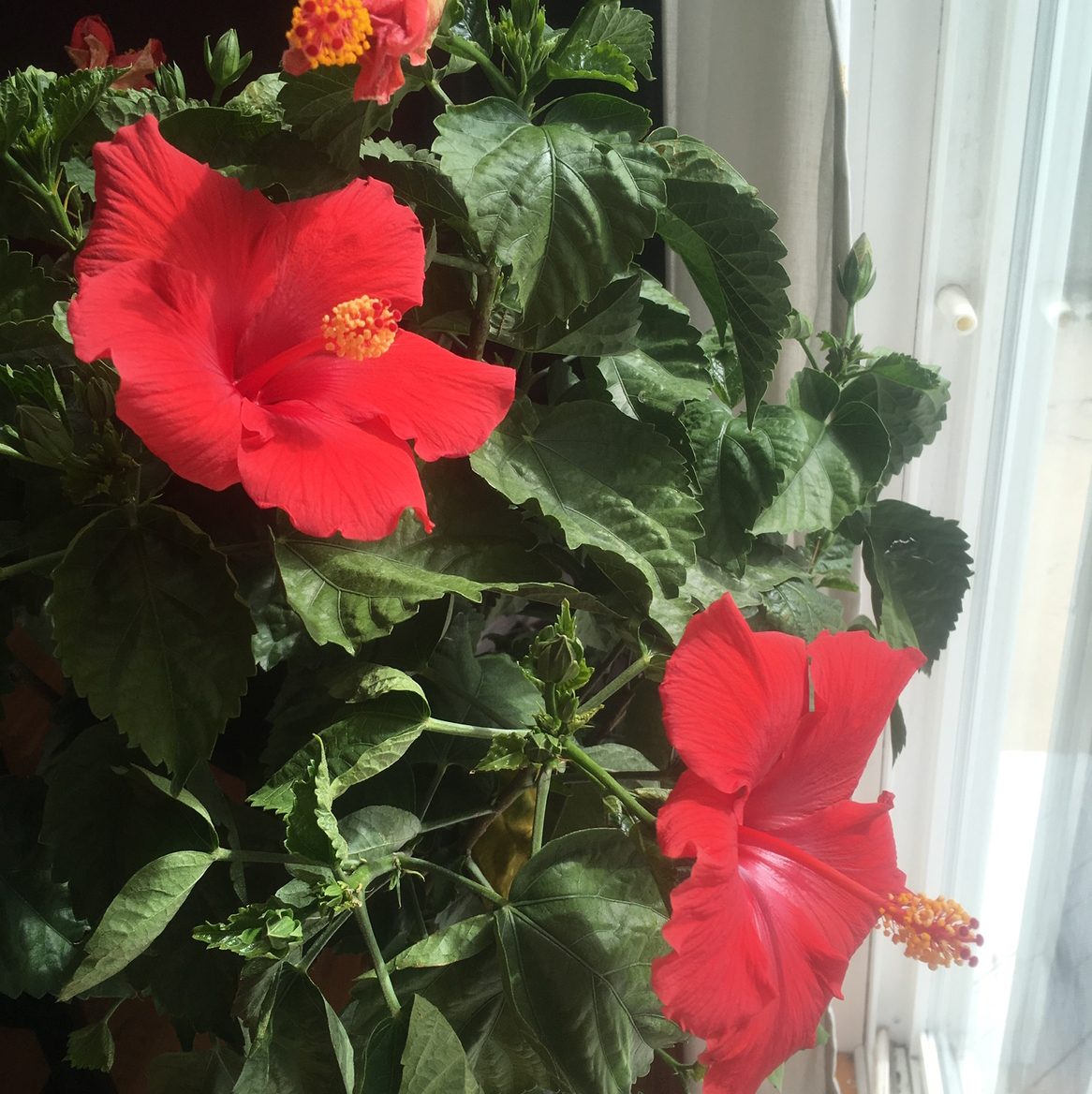 Avatar for @Kellshan on Greg, the plant care app