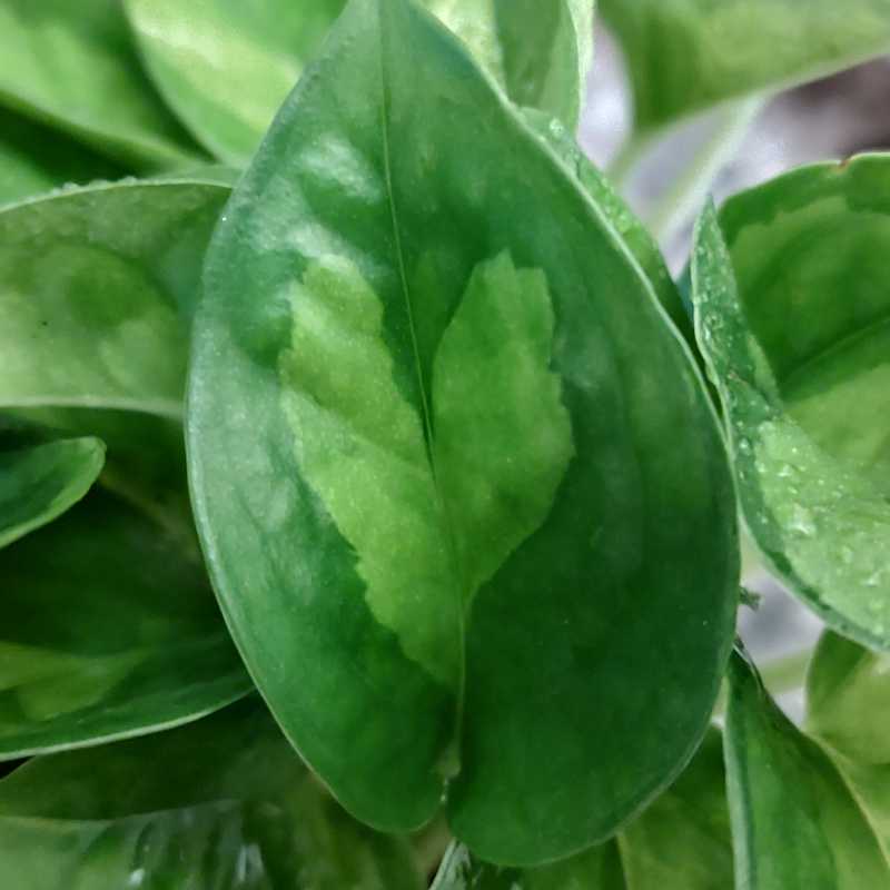 @3Planty3Lover3