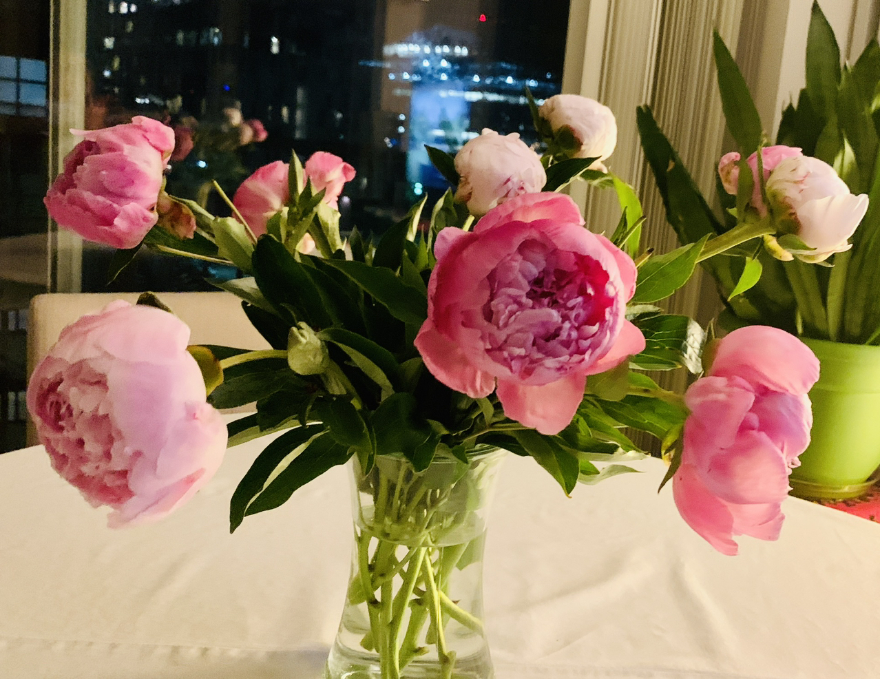 Avatar for @Scanas on Greg, the plant care app