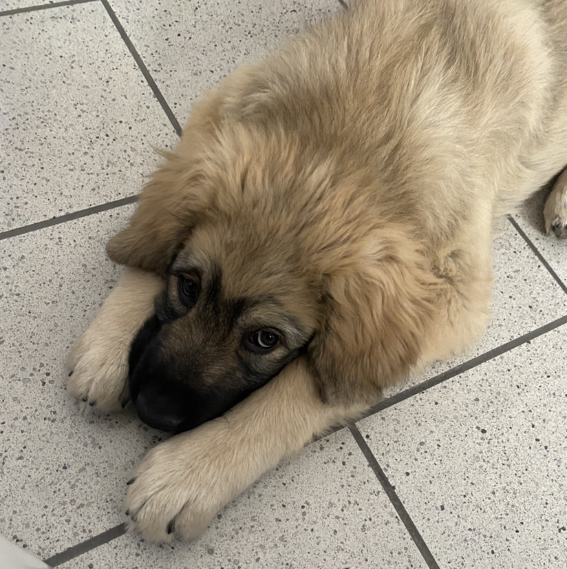 @CozySilkvine avatar