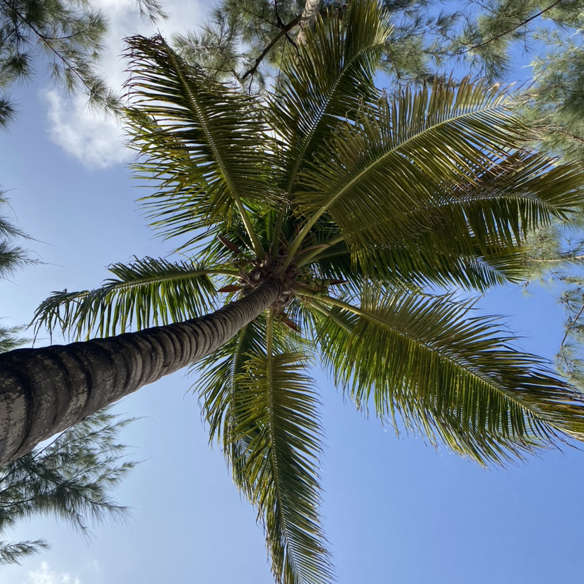 Avatar for @FleurishVA on Greg, the plant care app