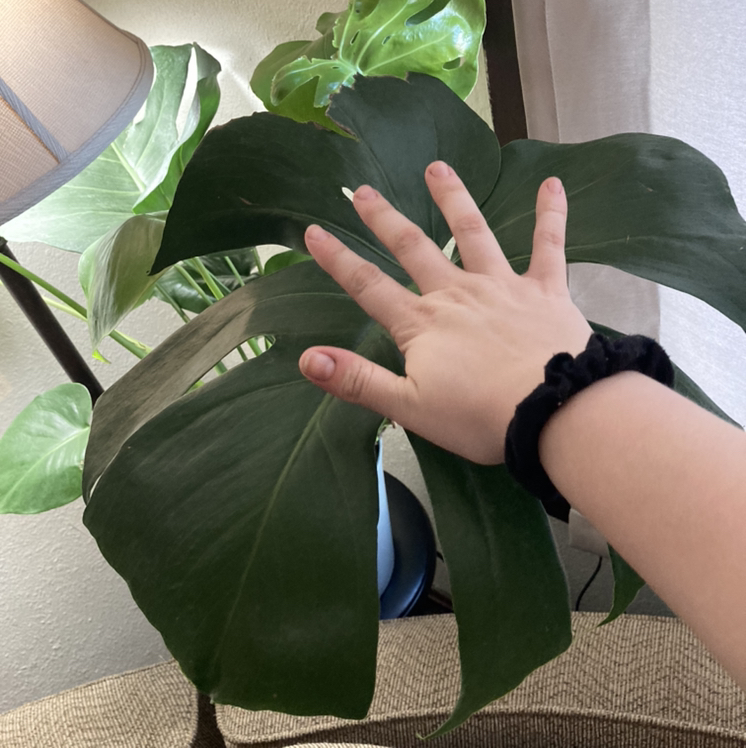 Avatar for @JROC on Greg, the plant care app