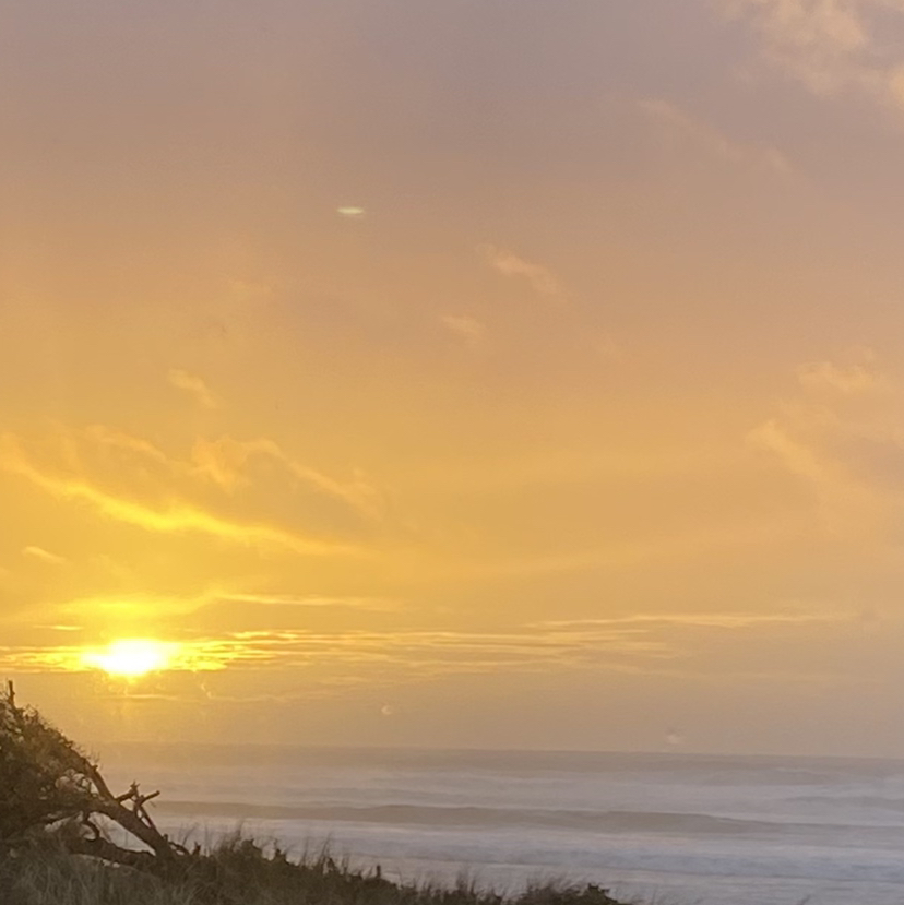 Avatar for @maya on Greg, the plant care app