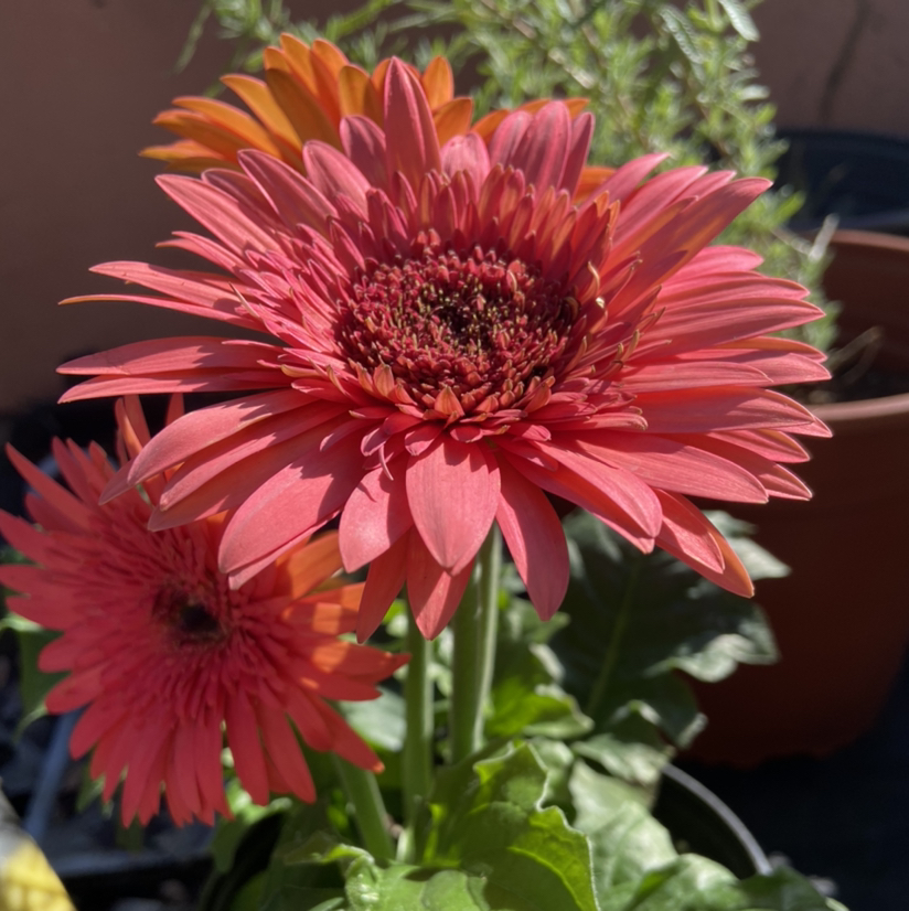 @JackiesGarden avatar