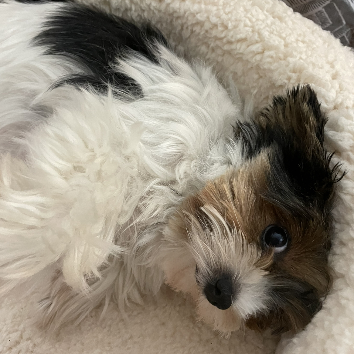 @RightlyRedsage avatar