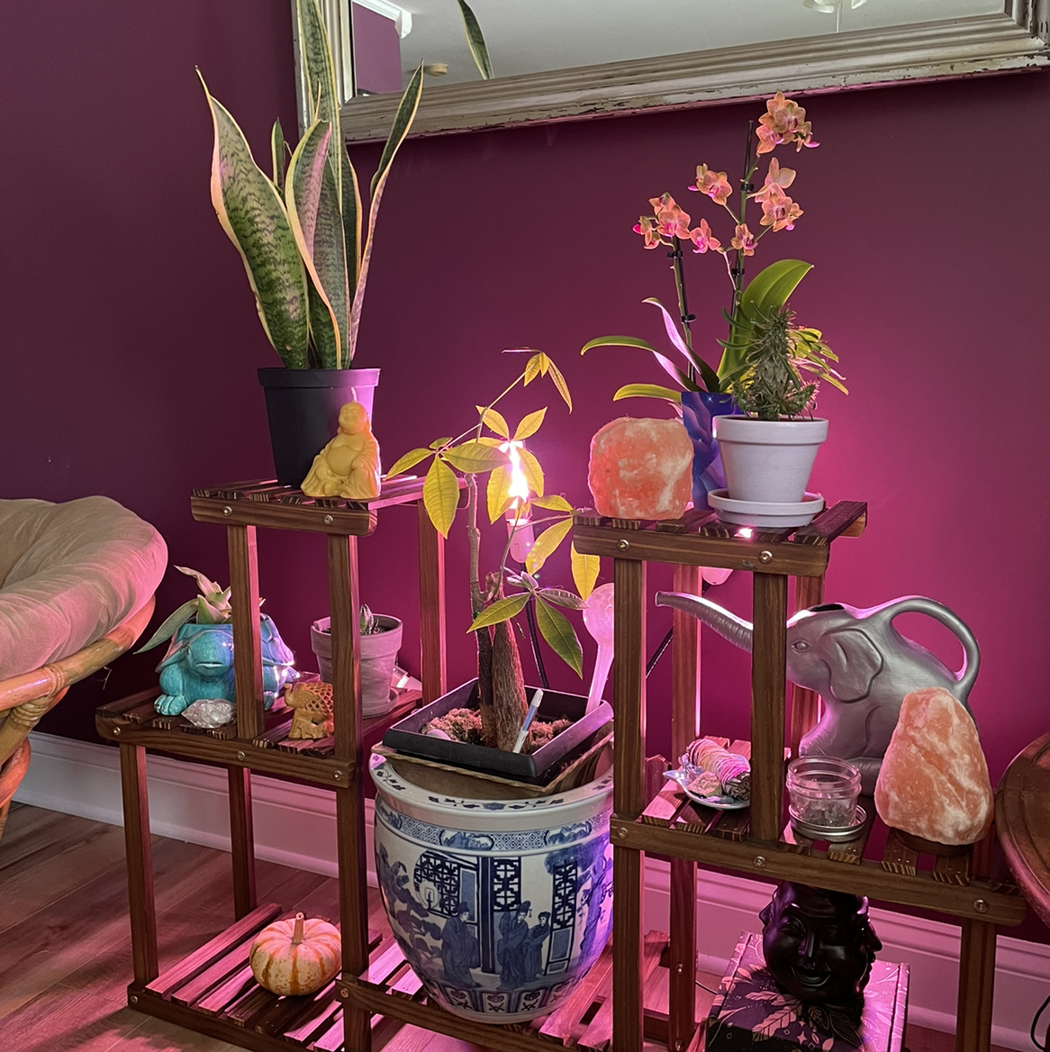 Avatar for @taryn on Greg, the plant care app